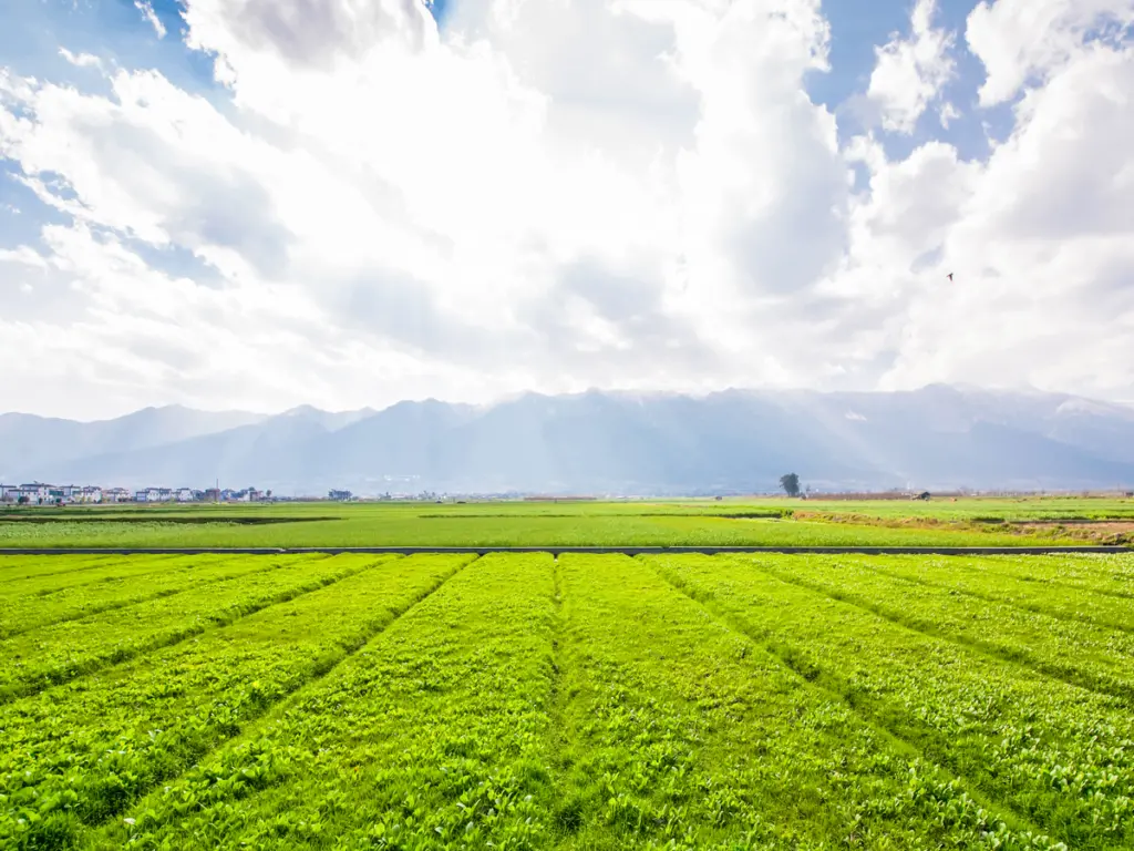 Cómo tasar un campo